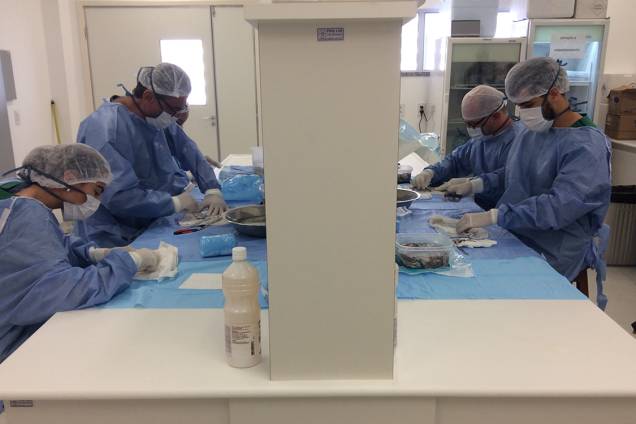 Equipe trabalhando na esterilização da pele de tilápia. Equipe trabalhando na esterilização da pele de tilápia.
