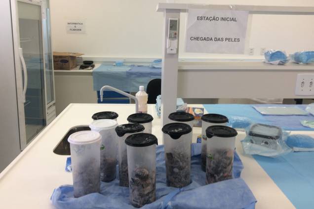 Chegada das peles para esterilização e tratamento em laboratório. Chegada das peles para esterilização e tratamento em laboratório.