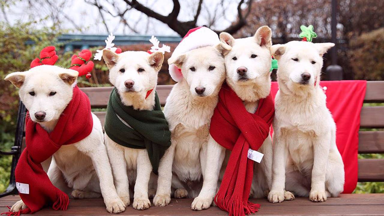 Os cachorros da ex-presidente da Coreia do Sul, Park Geun-hye, são vistos em imagem divulgada pela Casa Presidencial Azul