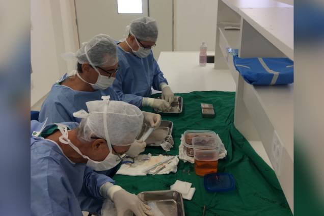 <span>Equipe trabalha no preparo da pele que será usada no tratamento de queimaduras.</span> <span>Equipe trabalha no preparo da pele que será usada no tratamento de queimaduras.</span>