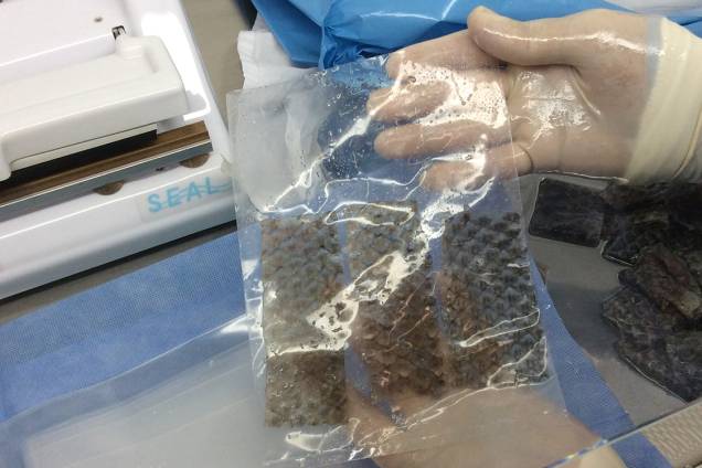<span>Preparo da pele pela equipe de laboratório.</span> <span>Preparo da pele pela equipe de laboratório.</span>
