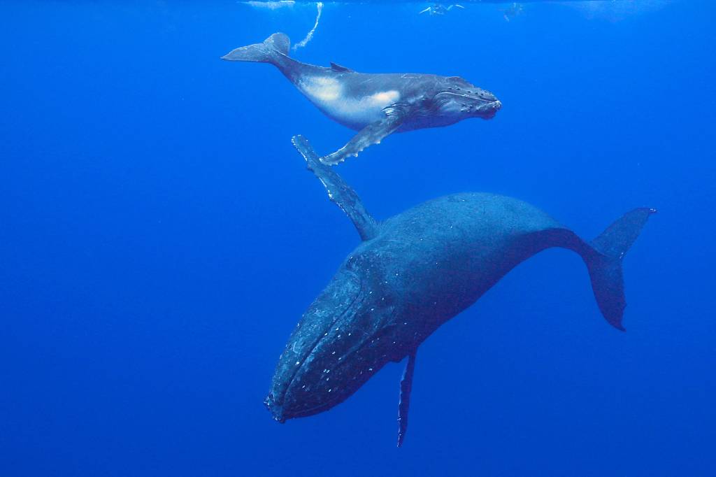 Brasil tem apenas um porto ‘amigo da baleia’
