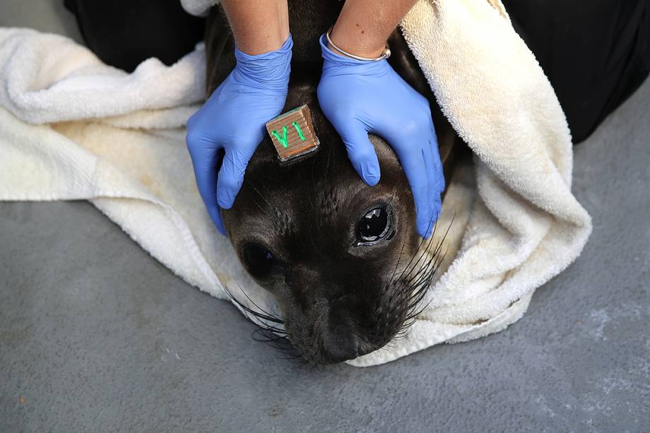 Funcionário cuida de foca internada em centro de reabilitação para focas em Sausalito, na Califórnia