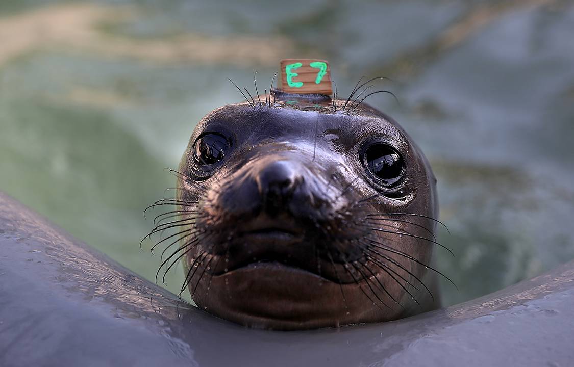Foca aguarda por tratamento em centro de reabilitação de focas em Sausalito, na Califórnia