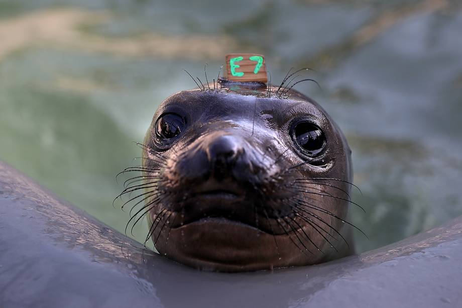 Foca aguarda por tratamento em centro de reabilitação de focas em Sausalito, na Califórnia