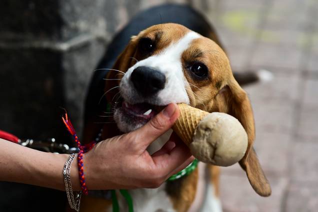 Cachorro da raça beagle toma sorvete em loja canina na Cidade do México Cachorro da raça beagle toma sorvete em loja canina na Cidade do México