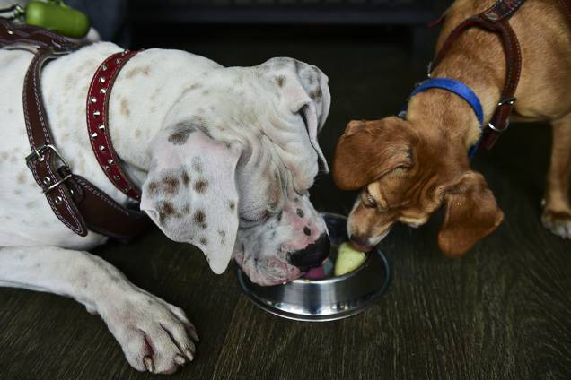 Cachorros tomam sorvete em sorveteria na Cidade do México que oferece produtos para cachorros Cachorros tomam sorvete em sorveteria na Cidade do México que oferece produtos para cachorros