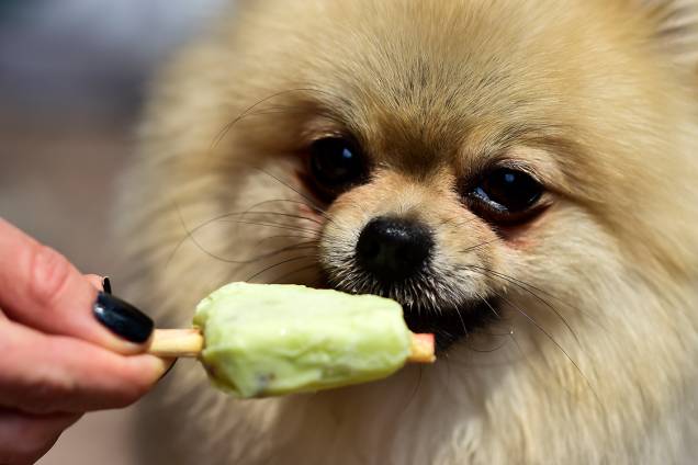 Lulu da Pomerânia toma sorvete da mão de sua dona, em sorveteria especializada em cachorros na Cidade do México Lulu da Pomerânia toma sorvete da mão de sua dona, em sorveteria especializada em cachorros na Cidade do México