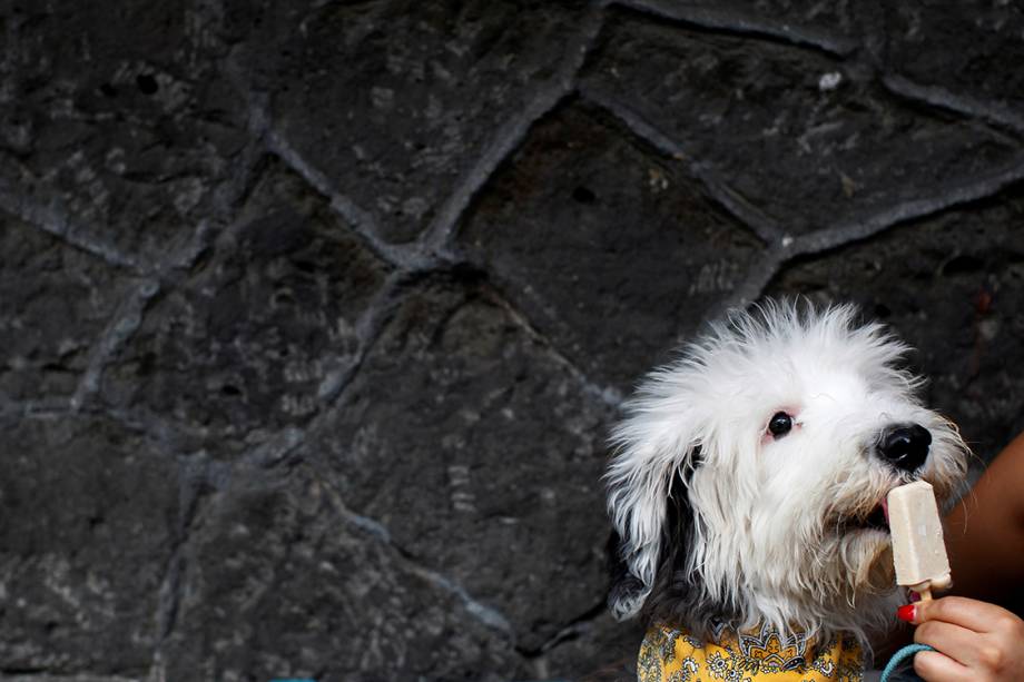 Cachorrinho toma sorvete canino em uma sorveteria especializada na Cidade do México