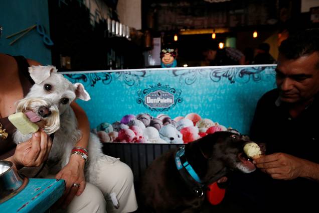 Cachorrinhos tomam sorvete canino em uma sorveteria especializada na Cidade do México Cachorrinhos tomam sorvete canino em uma sorveteria especializada na Cidade do México