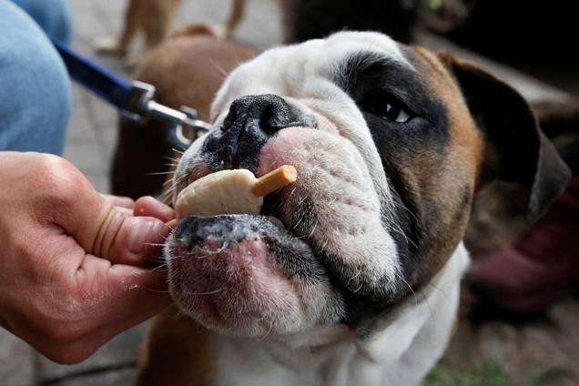 Bulldog toma picolé das mãos de seu dono em uma sorveteria especializada na Cidade do México Bulldog toma picolé das mãos de seu dono em uma sorveteria especializada na Cidade do México