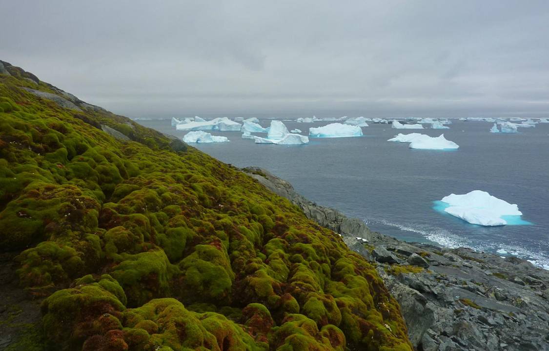 Aquecimento global e derretimento de calotas na Antártica está causando aparecimento de vegetação