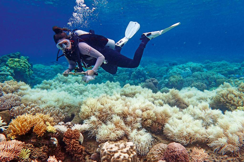 Destruição da Grande Barreira de Corais é maior que o previsto