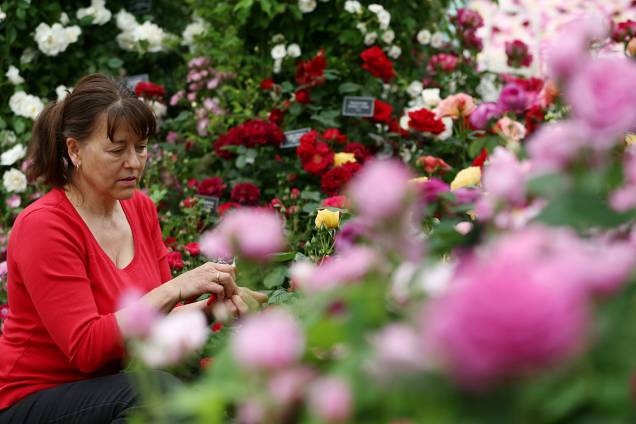 Mulher analisa flores e arruma arranjos expostos no festival Chelsea Flower Show Mulher analisa flores e arruma arranjos expostos no festival Chelsea Flower Show