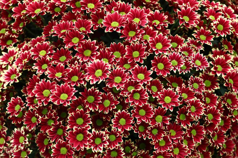 Crisântemos são dispostos na exibição Chelsea Flower Show, o festival das flores, em Londres