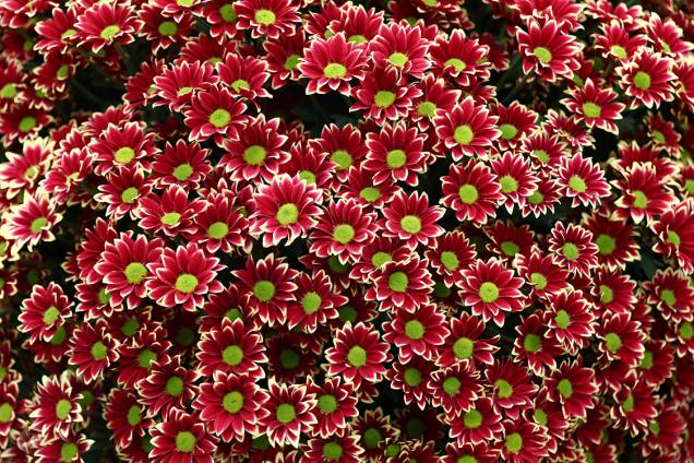 Crisântemos são dispostos na exibição Chelsea Flower Show, o festival das flores, em Londres Crisântemos são dispostos na exibição Chelsea Flower Show, o festival das flores, em Londres