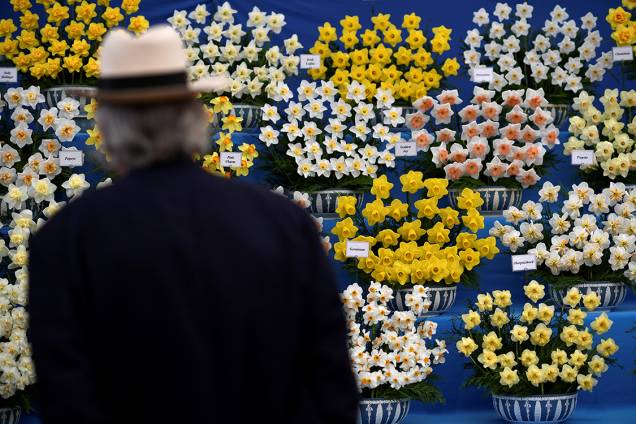 Visitante observa estande de narcisos durante o festival das flores Chelsea Flower Show, em Londres Visitante observa estande de narcisos durante o festival das flores Chelsea Flower Show, em Londres