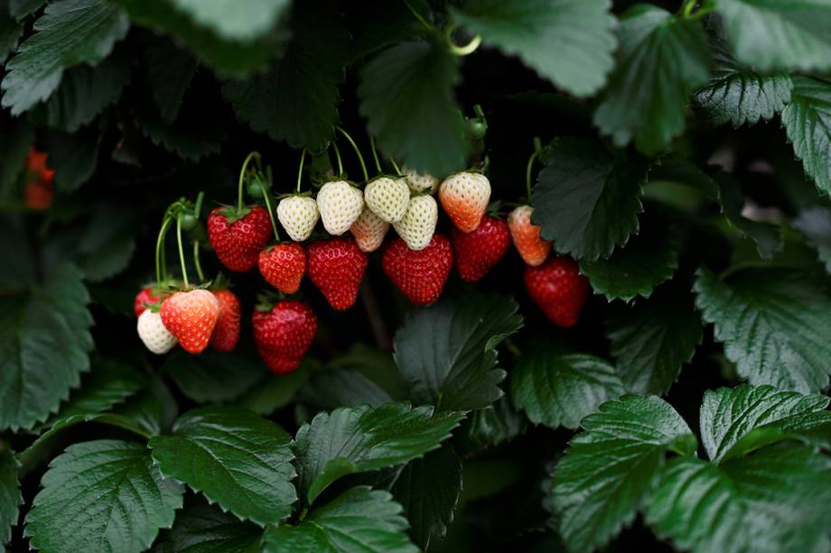 Pé de morangos é disposto no festival Chelsea Flower Show, em Londres