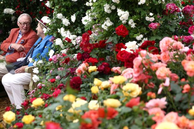 Casal de idosos visita o estande de rosas no festival das flores Chelsea Flower Show, em Londres, na Inglaterra Casal de idosos visita o estande de rosas no festival das flores Chelsea Flower Show, em Londres, na Inglaterra