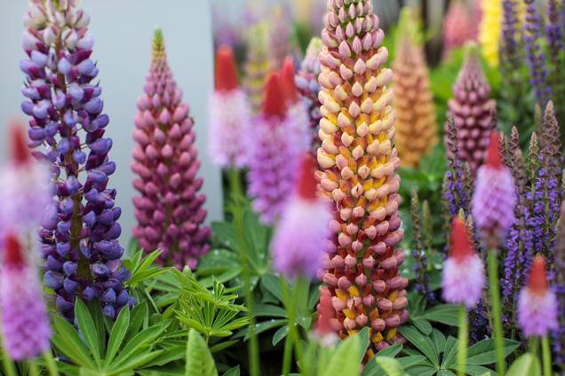 Flores de grande variedade são expostas anualmente para o festival Chelsea Flowers Show, em Londres, desde 1913 Flores de grande variedade são expostas anualmente para o festival Chelsea Flowers Show, em Londres, desde 1913