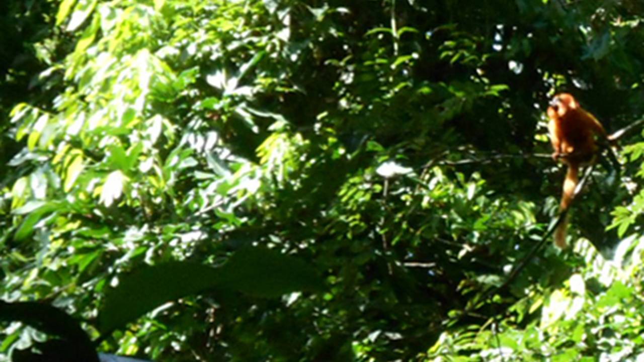 Mico-leão-dourado