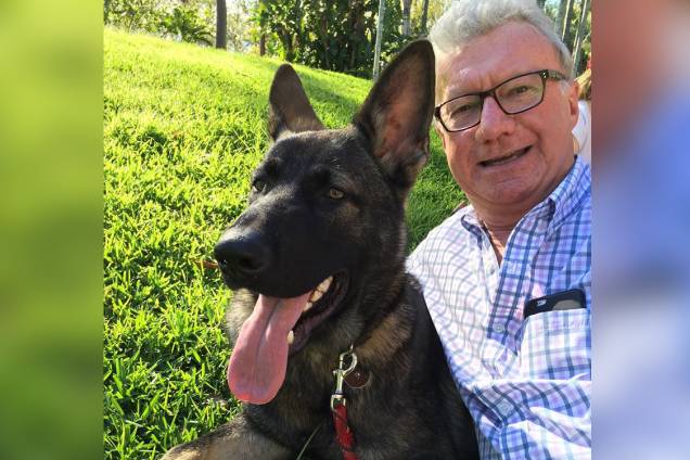 Gavel, pastor alemão do governador de Queesland, na Austrália, foi expulso do corpo da polícia por ser muito dócil Gavel, pastor alemão do governador de Queesland, na Austrália, foi expulso do corpo da polícia por ser muito dócil