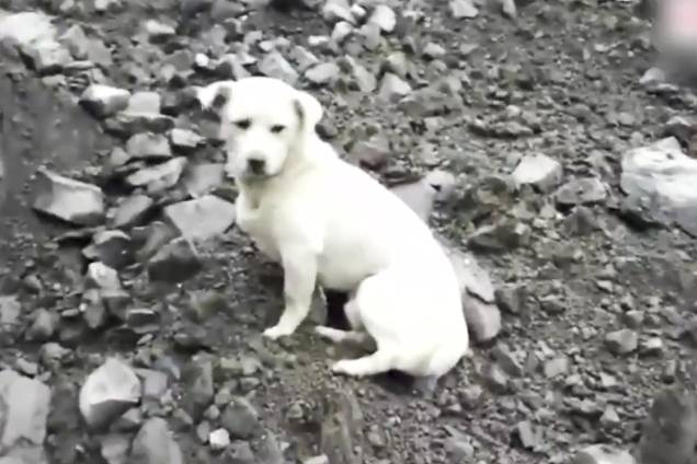 Cachorro aguarda seu dono, após um deslizamento de terra que deixou 10 mortos e 100 pessoas estão desaparecidas - 24/06/2017 Cachorro aguarda seu dono, após um deslizamento de terra que deixou 10 mortos e 100 pessoas estão desaparecidas - 24/06/2017