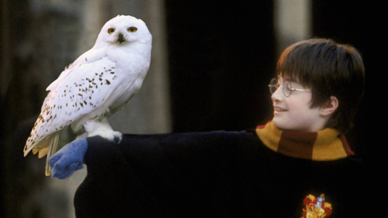 Harry Potter e Edwiges