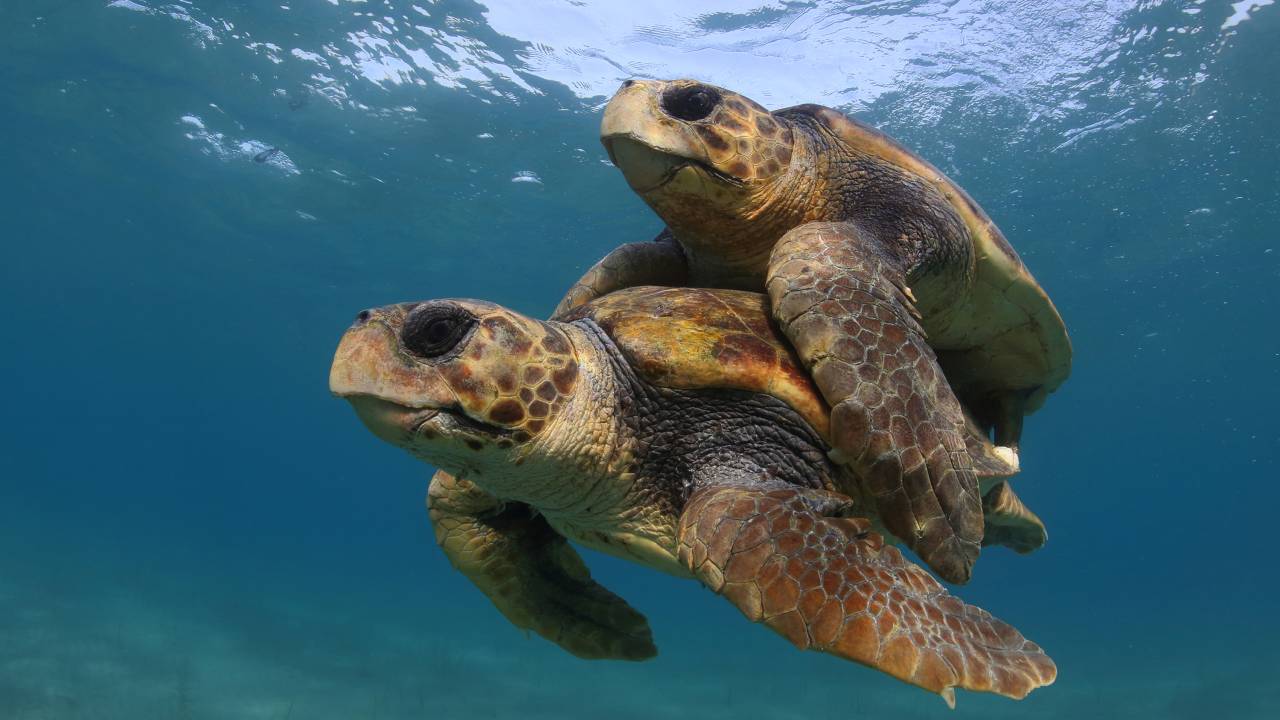 Tartaruga marinha