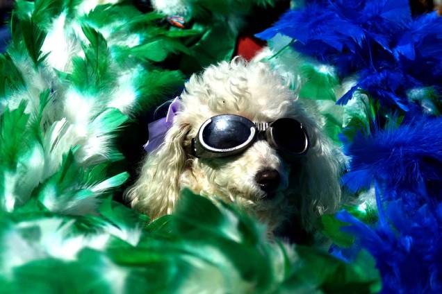 Donos levam seus cachorrinhos para festejar a Parada do Orgulho LGBT em São Paulo - 18/06/2017 Donos levam seus cachorrinhos para festejar a Parada do Orgulho LGBT em São Paulo - 18/06/2017