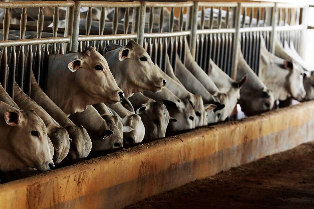 A guerra da carne agora é uma questão política para a França e o Brasil