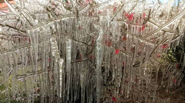 Marcando temperatura de -5.2°C, a cidade de São Joaquim, em Santa Catarina, proporcionou um espetáculo gelado aos turistas que lotam a cidade. Marcando temperatura de -5.2°C, a cidade de São Joaquim, em Santa Catarina, proporcionou um espetáculo gelado aos turistas que lotam a cidade.