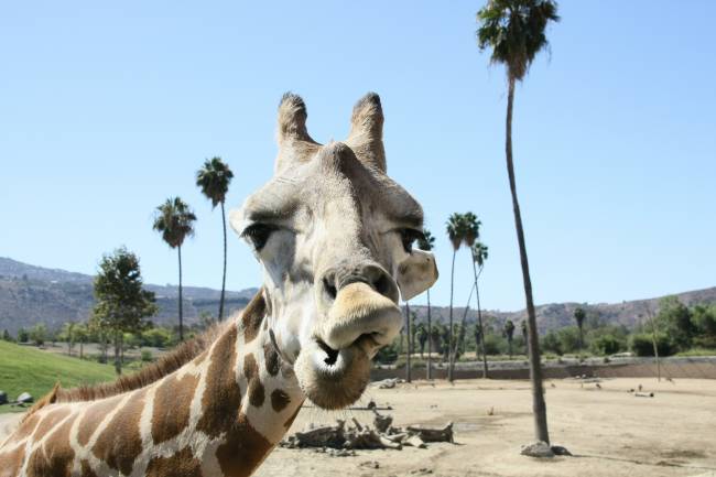 os melhores zoológicos do mundo