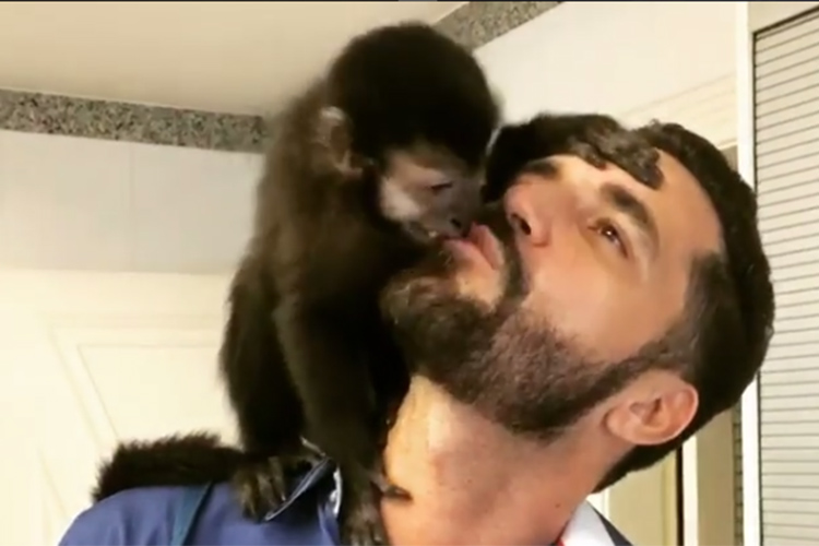 Latino e seu macaco Twelves