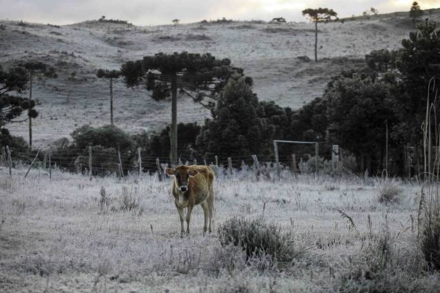 Frio intenso causa geadas e nevasca na cidade de São Joaquim, Santa Catarina Frio intenso causa geadas e nevasca na cidade de São Joaquim, Santa Catarina