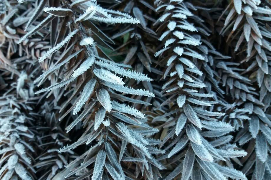 Planta amanhece congelada após cidade de Urupema registrar –7,5ºC, a temperatura mais baixa do ano