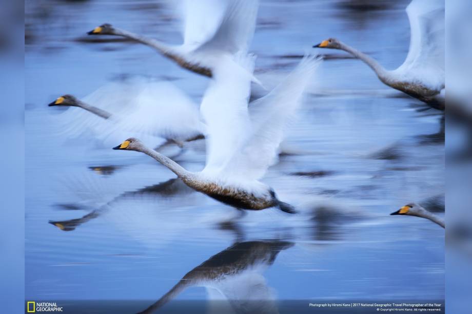 Cisnes voam sobre a água em Kabukurinuma, Osaki, no Japão, em uma das  poucas zonas húmidas ainda preservadas que são como o paraíso para as aves no inverno