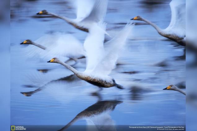 Cisnes voam sobre a água em Kabukurinuma, Osaki, no Japão, em uma das poucas zonas húmidas ainda preservadas que são como o paraíso para as aves no inverno Cisnes voam sobre a água em Kabukurinuma, Osaki, no Japão, em uma das poucas zonas húmidas ainda preservadas que são como o paraíso para as aves no inverno