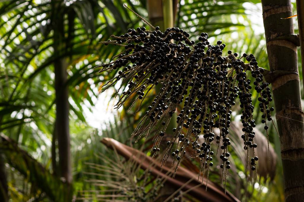 O corante de açaí que pode simplificar as cirurgias oculares