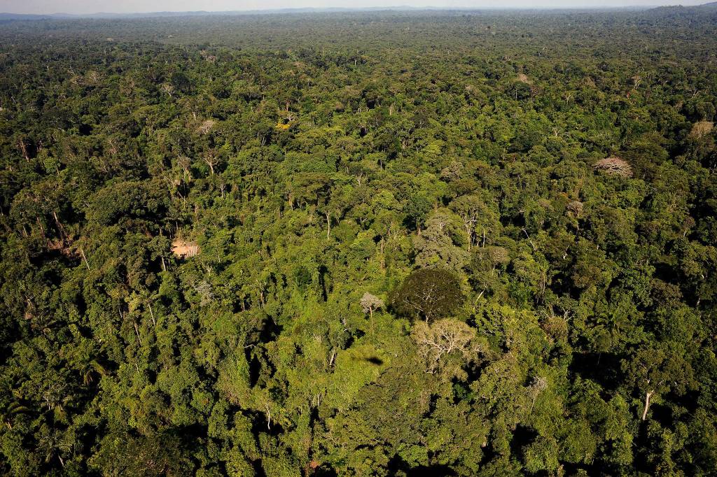 Pará registra redução de 61% nos alertas de desmatamento em agosto