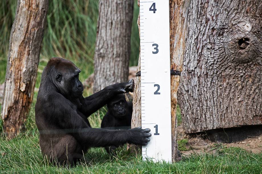 Bebê e mamãe gorila são medidos e pesados no London Zoo, na capital britânica - 24/08/2017