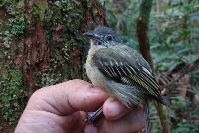 Também conhecido como bico-chato-do-sucunduri, o pássaro 'Tolmomyias sucunduri' costuma viver em pares, na região de Sucunduri, no município de Apuí, no Amazonas. Ele acompanha bandos mistos de aves no dossel da floresta. O bico longo e chato ajuda a capturar pequenos insetos. Seu nome, originário do grego, significa "papa-moscas ousado do Sucunduri". Também conhecido como bico-chato-do-sucunduri, o pássaro 'Tolmomyias sucunduri' costuma viver em pares, na região de Sucunduri, no município de Apuí, no Amazonas. Ele acompanha bandos mistos de aves no dossel da floresta. O bico longo e chato ajuda a capturar pequenos insetos. Seu nome, originário do grego, significa "papa-moscas ousado do Sucunduri".