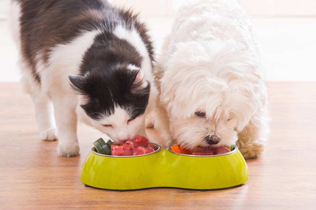 Cães e gatos estão evoluindo para parecerem iguais por decisão humana