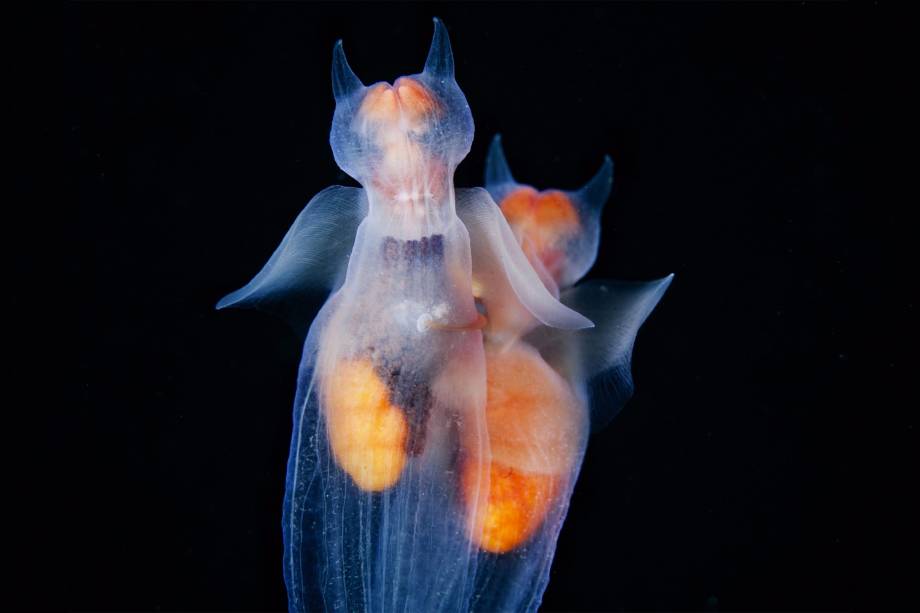 Anjos-do-mar (<i>Clione limacina</i>) durante o acasalamento. A foto foi tirada perto da ilha de Sacalina, na Rússia. O fotógrafo realizava um mergulho quando encontrou uma concentração desses animais -- a surpresa veio ao perceber um ovo translúcido que se formou apenas em algumas horas, e que pode ser fotografado também