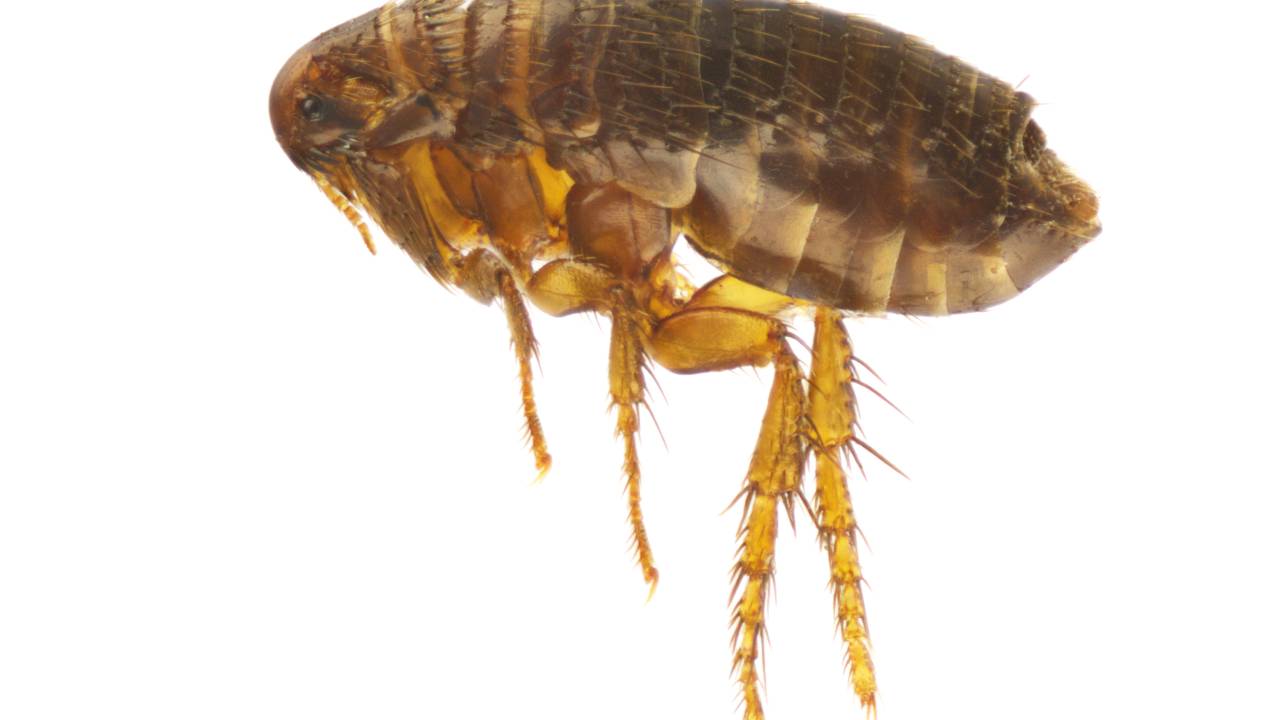 Pulga