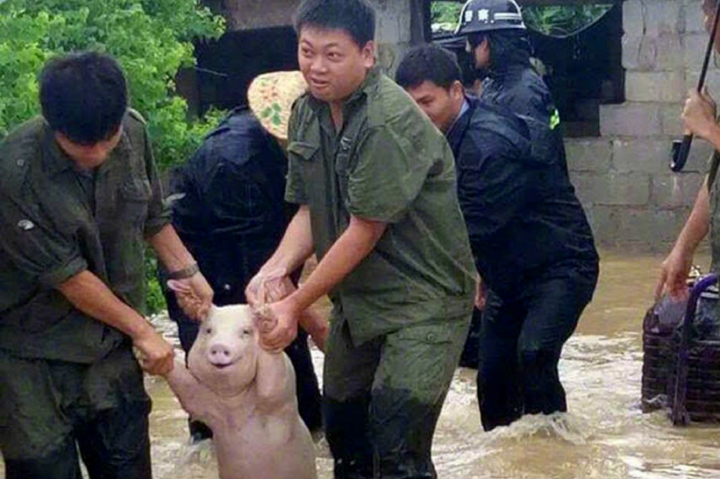 Foto de porco sorridente não é bem o que parece