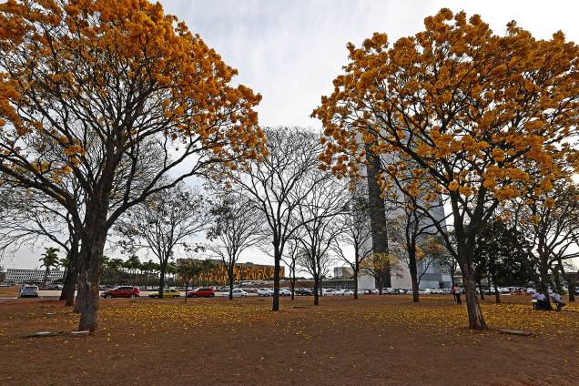 Brasília - Florada de ipês-amarelos colore o Distrito Federal - 29/08/2017 Brasília - Florada de ipês-amarelos colore o Distrito Federal - 29/08/2017