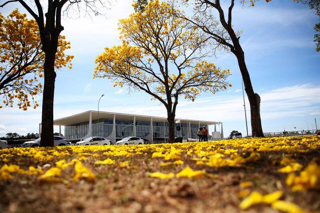 Brasília - Florada de ipês-amarelos colore o Distrito Federal - 29/08/2017 Brasília - Florada de ipês-amarelos colore o Distrito Federal - 29/08/2017