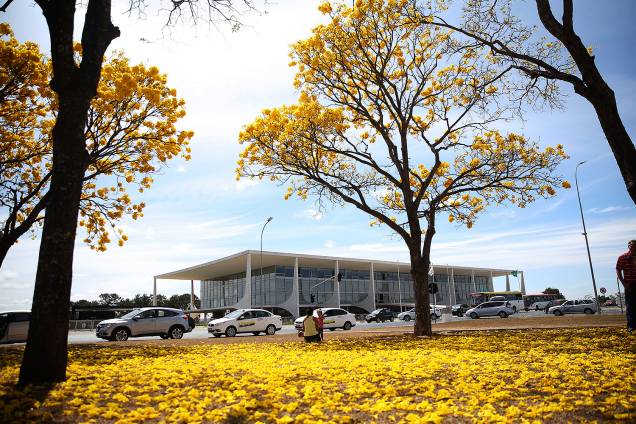 Brasília - Florada de ipês-amarelos colore o Distrito Federal - 29/08/2017 Brasília - Florada de ipês-amarelos colore o Distrito Federal - 29/08/2017