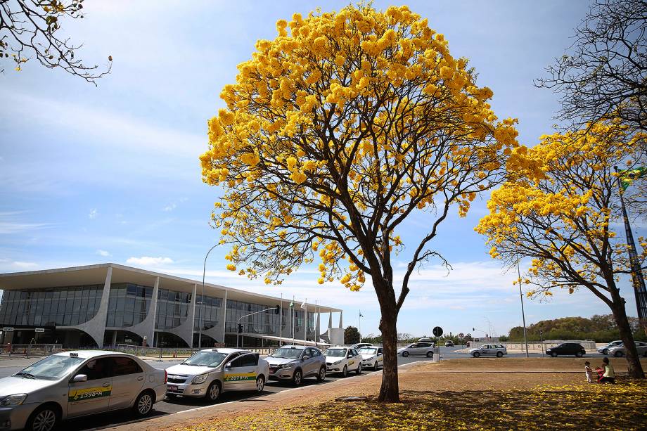 Brasília - Florada de ipês-amarelos colore o Distrito Federal - 29/08/2017
